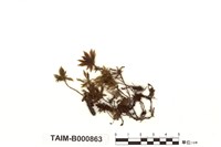 藏品(暖地真苔)的圖片